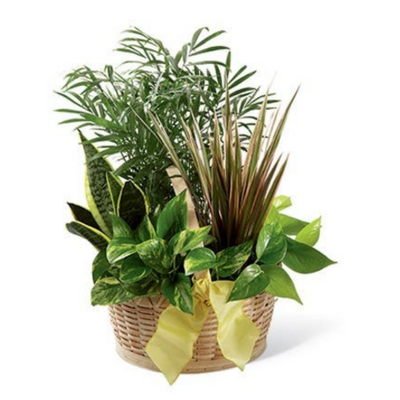 Lovely Green Plant Basket