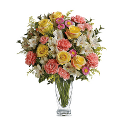 Gerberas