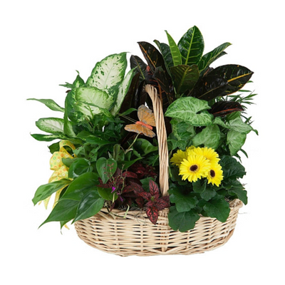 Sweet Serenity Plants Basket