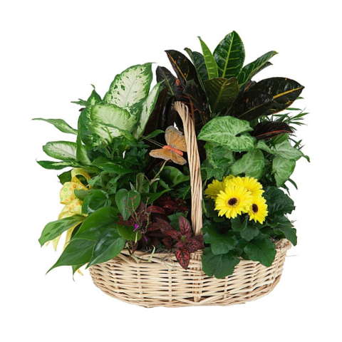 Sweet Serenity Plants Basket
