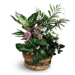 Plants